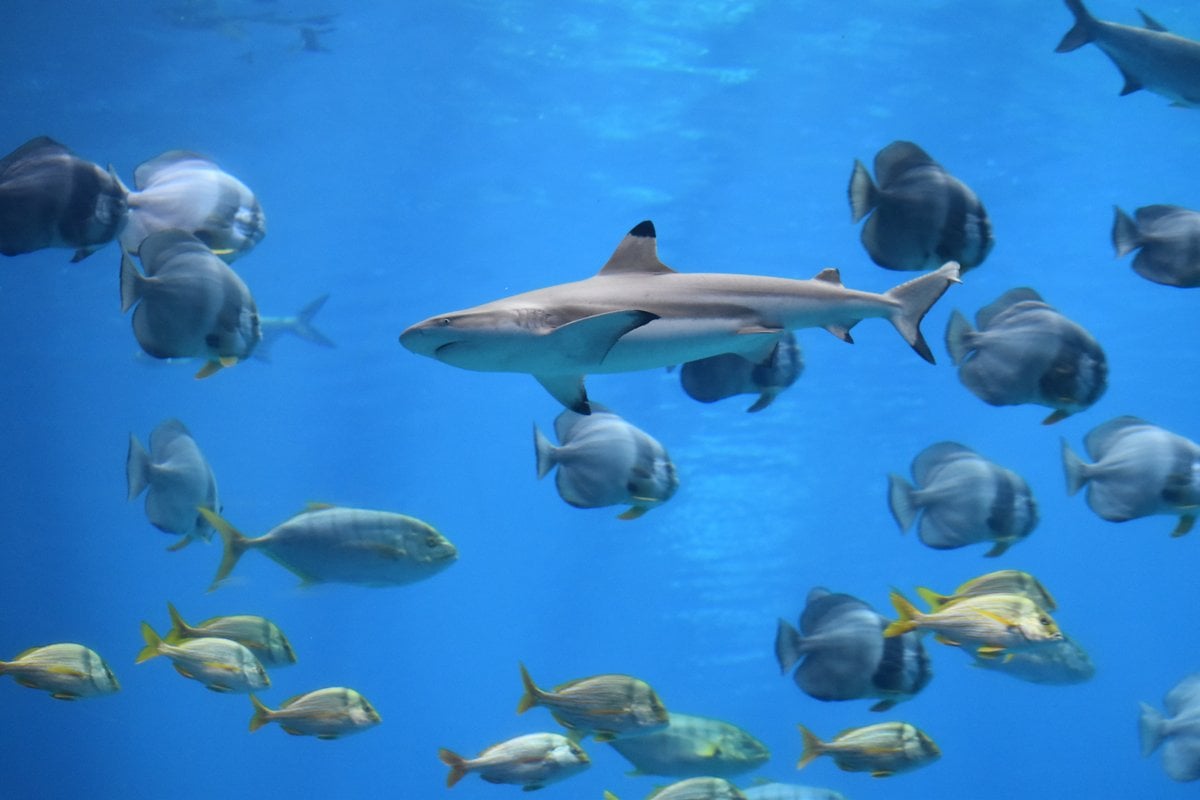 Georgia Aquarium - Gallery Image 2